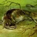 Водоплавний птах - пошук слів за маскою та визначенням, відповіді на сканворди визначенням