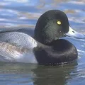 Водоплавний птах - пошук слів за маскою та визначенням, відповіді на сканворди слів
