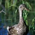 Водоплавний птах - пошук слів за маскою та визначенням, відповіді на сканворди визначенням