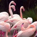 Водоплавний птах - пошук слів за маскою та визначенням, відповіді на сканворди визначенням