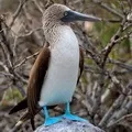 Водоплавний птах - пошук слів за маскою та визначенням, відповіді на сканворди визначенням