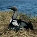 Водоплавний птах - пошук слів за маскою та визначенням, відповіді на сканворди визначенням