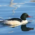 Водоплавний птах - пошук слів за маскою та визначенням, відповіді на сканворди водоплавний