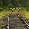 Водоплавний птах - пошук слів за маскою та визначенням, відповіді на сканворди маскою