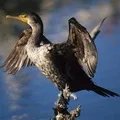 Водоплавний птах - пошук слів за маскою та визначенням, відповіді на сканворди водоплавний
