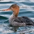 Водоплавний птах - пошук слів за маскою та визначенням, відповіді на сканворди птах