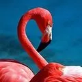 Водоплавний птах - пошук слів за маскою та визначенням, відповіді на сканворди маскою