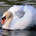 Водоплавний птах - пошук слів за маскою та визначенням, відповіді на сканворди слів