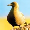 Водоплавний птах - пошук слів за маскою та визначенням, відповіді на сканворди водоплавний