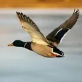 Водоплавний птах - пошук слів за маскою та визначенням, відповіді на сканворди птах
