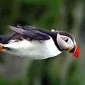 Водоплавний птах - пошук слів за маскою та визначенням, відповіді на сканворди слів