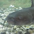 Водоплавний птах - пошук слів за маскою та визначенням, відповіді на сканворди маскою