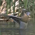 Водоплавний птах - пошук слів за маскою та визначенням, відповіді на сканворди птах