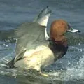 Водоплавний птах - пошук слів за маскою та визначенням, відповіді на сканворди маскою