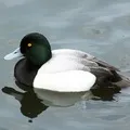 Водоплавний птах - пошук слів за маскою та визначенням, відповіді на сканворди водоплавний