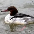 Водоплавний птах - пошук слів за маскою та визначенням, відповіді на сканворди визначенням