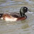Водоплавний птах - пошук слів за маскою та визначенням, відповіді на сканворди пошук
