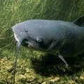 Водоплавний птах - пошук слів за маскою та визначенням, відповіді на сканворди маскою
