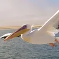Водоплавний птах - пошук слів за маскою та визначенням, відповіді на сканворди визначенням