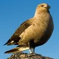 Водоплавний птах - пошук слів за маскою та визначенням, відповіді на сканворди маскою