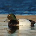 Водоплавний птах - пошук слів за маскою та визначенням, відповіді на сканворди визначенням