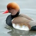 Водоплавний птах - пошук слів за маскою та визначенням, відповіді на сканворди птах