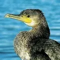 Водоплавний птах - пошук слів за маскою та визначенням, відповіді на сканворди слів