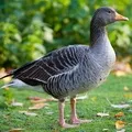 Водоплавний птах - пошук слів за маскою та визначенням, відповіді на сканворди визначенням