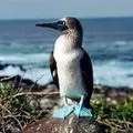 Водоплавний птах - пошук слів за маскою та визначенням, відповіді на сканворди птах