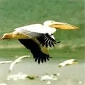 Водоплавний птах - пошук слів за маскою та визначенням, відповіді на сканворди визначенням