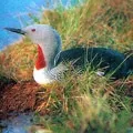 Водоплавний птах - пошук слів за маскою та визначенням, відповіді на сканворди визначенням