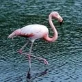Водоплавний птах - пошук слів за маскою та визначенням, відповіді на сканворди птах