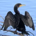 Водоплавний птах - пошук слів за маскою та визначенням, відповіді на сканворди водоплавний