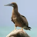 Водоплавний птах - пошук слів за маскою та визначенням, відповіді на сканворди водоплавний