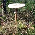 Водоплавний птах - пошук слів за маскою та визначенням, відповіді на сканворди визначенням