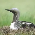 Водоплавний птах - пошук слів за маскою та визначенням, відповіді на сканворди визначенням