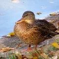 Водоплавний птах - пошук слів за маскою та визначенням, відповіді на сканворди птах