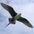 Водоплавний птах - пошук слів за маскою та визначенням, відповіді на сканворди птах