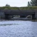 Водоплавний птах - пошук слів за маскою та визначенням, відповіді на сканворди маскою