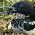 Водоплавний птах - пошук слів за маскою та визначенням, відповіді на сканворди водоплавний