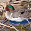 Водоплавний птах - пошук слів за маскою та визначенням, відповіді на сканворди визначенням
