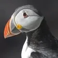 Водоплавний птах - пошук слів за маскою та визначенням, відповіді на сканворди визначенням