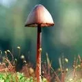 Водоплавний птах - пошук слів за маскою та визначенням, відповіді на сканворди водоплавний