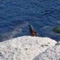 Водоплавний птах - пошук слів за маскою та визначенням, відповіді на сканворди слів