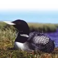 Водоплавний птах - пошук слів за маскою та визначенням, відповіді на сканворди визначенням