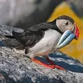 Водоплавний птах - пошук слів за маскою та визначенням, відповіді на сканворди слів
