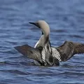 Водоплавний птах - пошук слів за маскою та визначенням, відповіді на сканворди слів