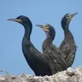 Водоплавний птах - пошук слів за маскою та визначенням, відповіді на сканворди водоплавний