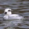 Водоплавний птах - пошук слів за маскою та визначенням, відповіді на сканворди водоплавний