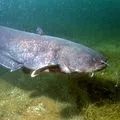 Водоплавний птах - пошук слів за маскою та визначенням, відповіді на сканворди птах